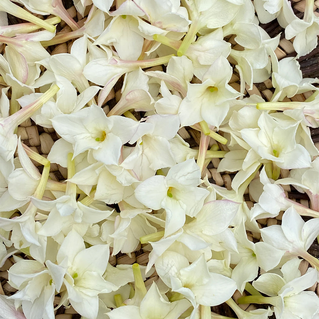 Live Botanical | Moonlit Jasmine Elixir | Botanical - white jasmine blossoms arranged in a woven basket